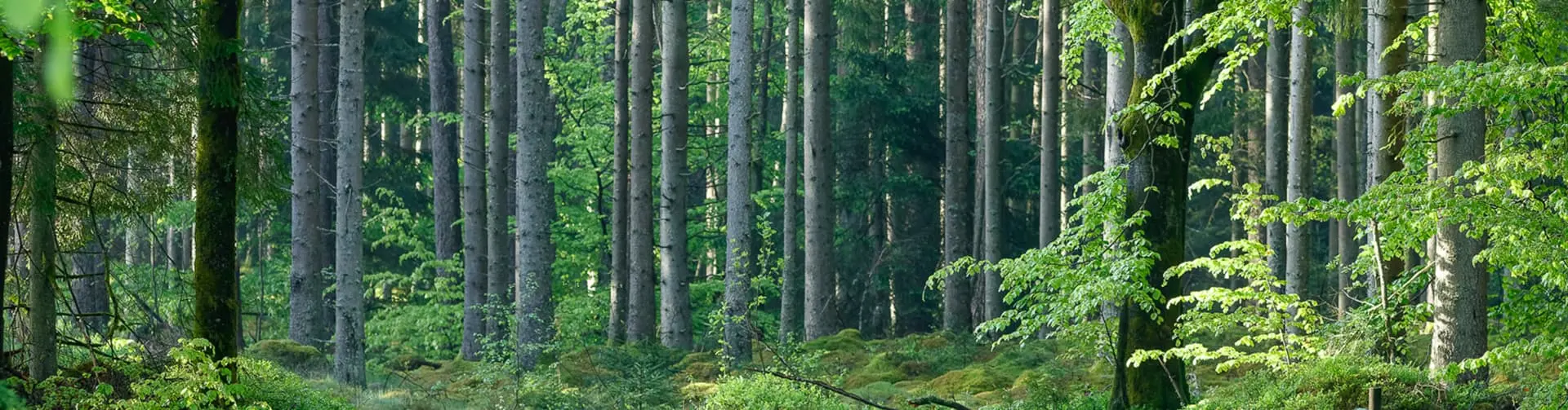 NIBEs arbete med hållbara energilösningar. Naturbild skog