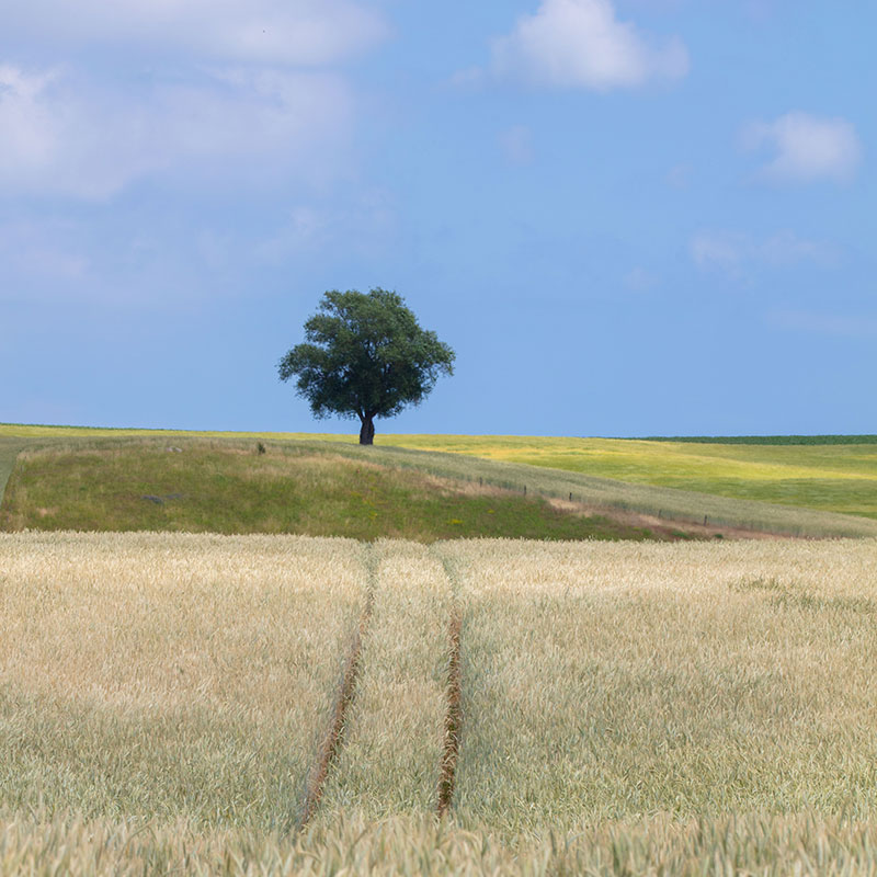 Getreidefeld in Schweden