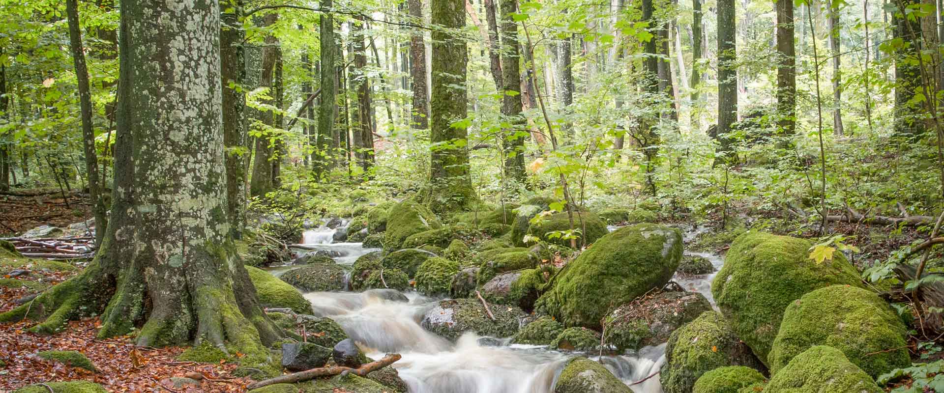 Wald in Schweden