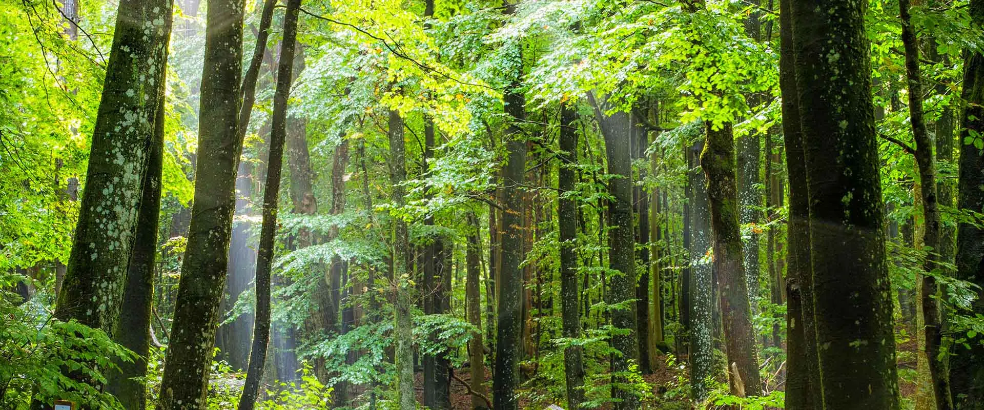 Wald in Schweden