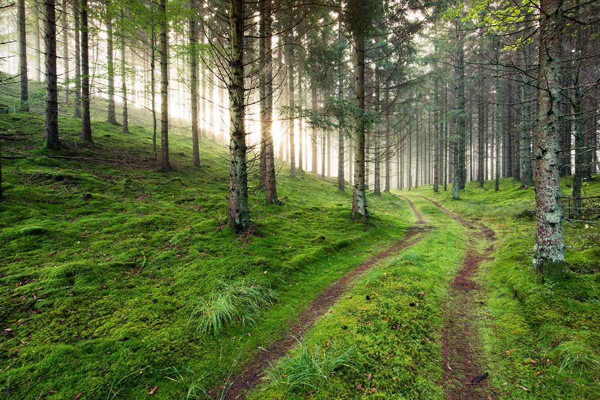 Wald in Schweden