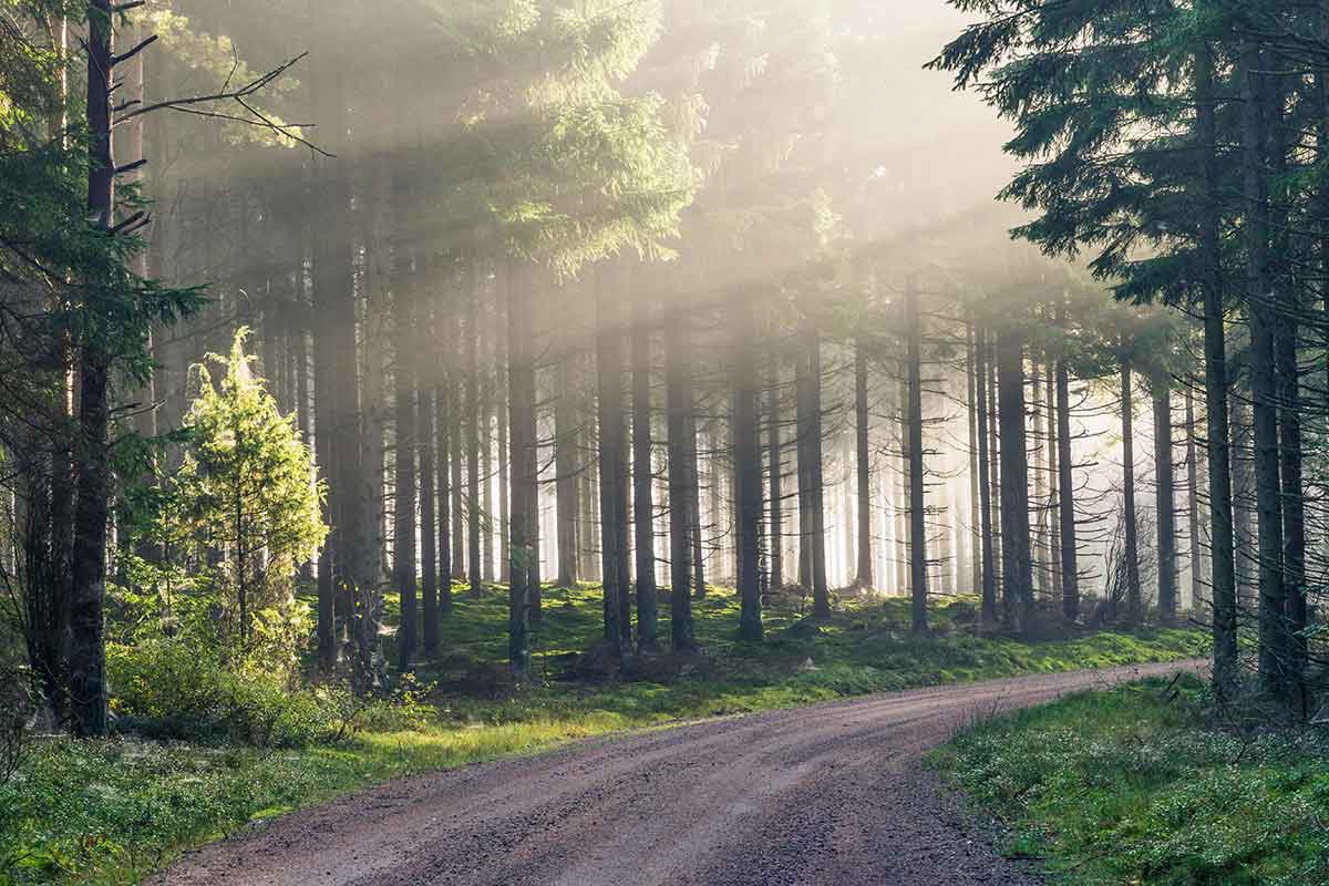 Wald in Schweden