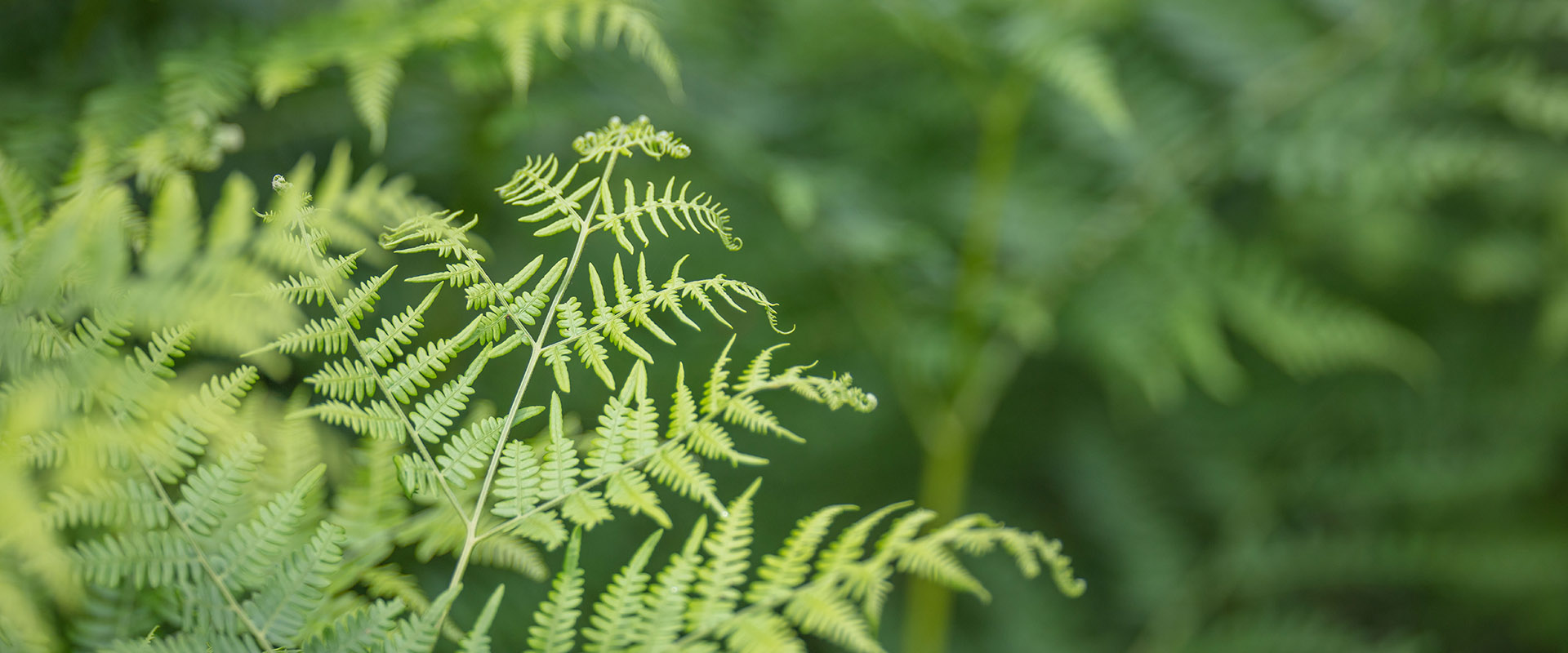 Grüne Farnen im Wald