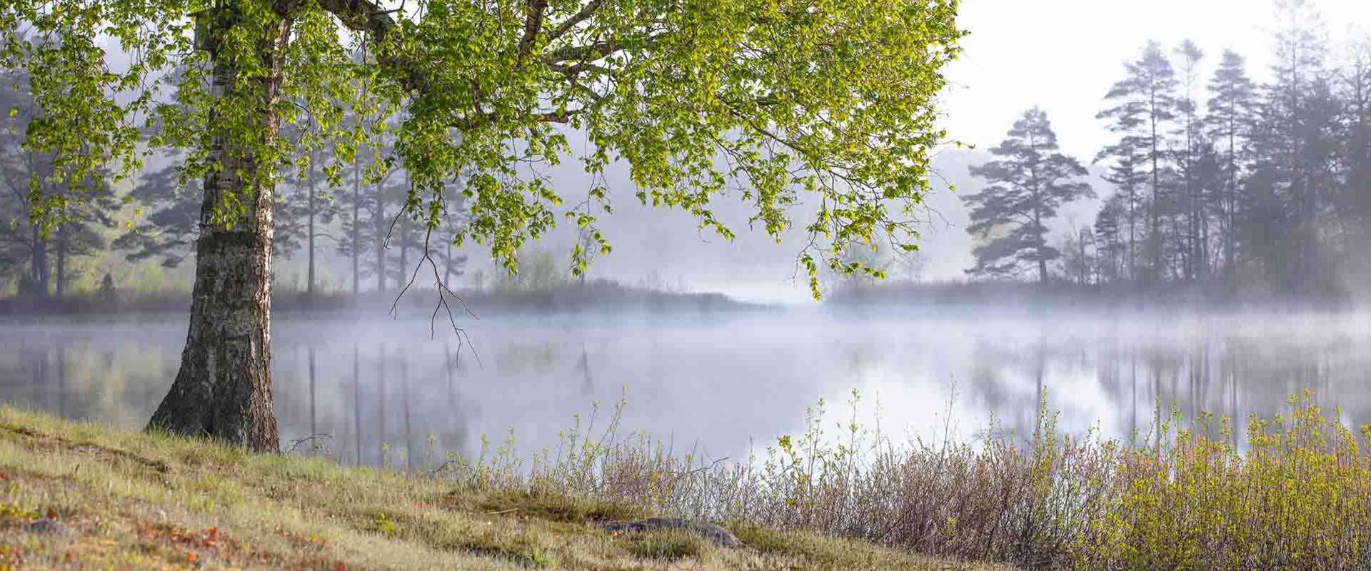 Birke am See in Markaryd