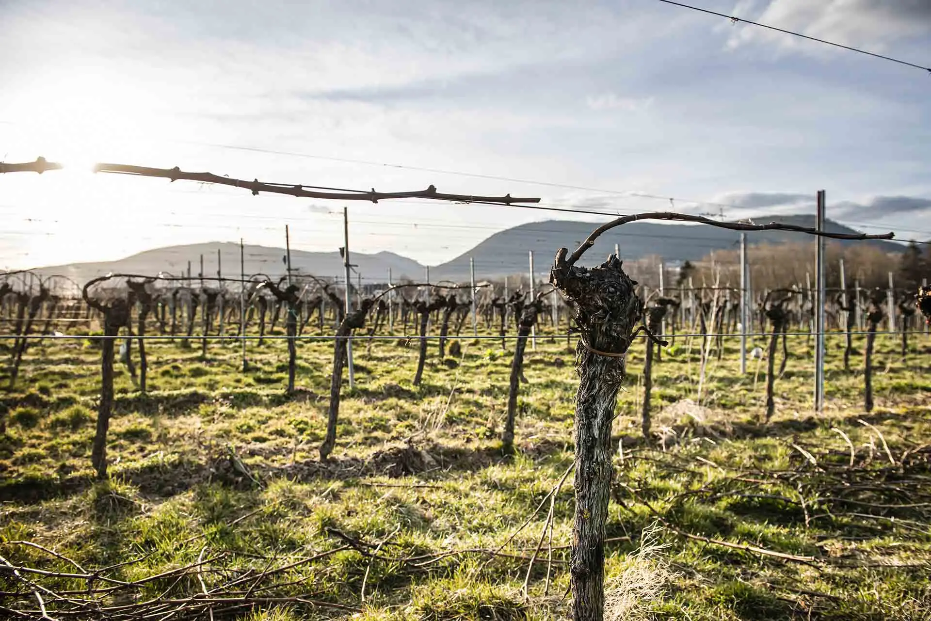 Reebstöcke vom Weingut Braun