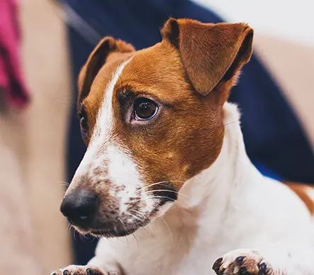 Familiehund
