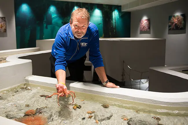 Mann som holder en krabbe over et akvarium