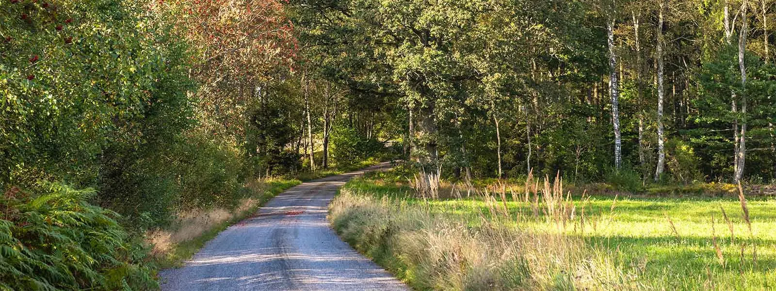 NIBE-ov rad sa rešenjima za održivu energiju. Slika prirode šumski put