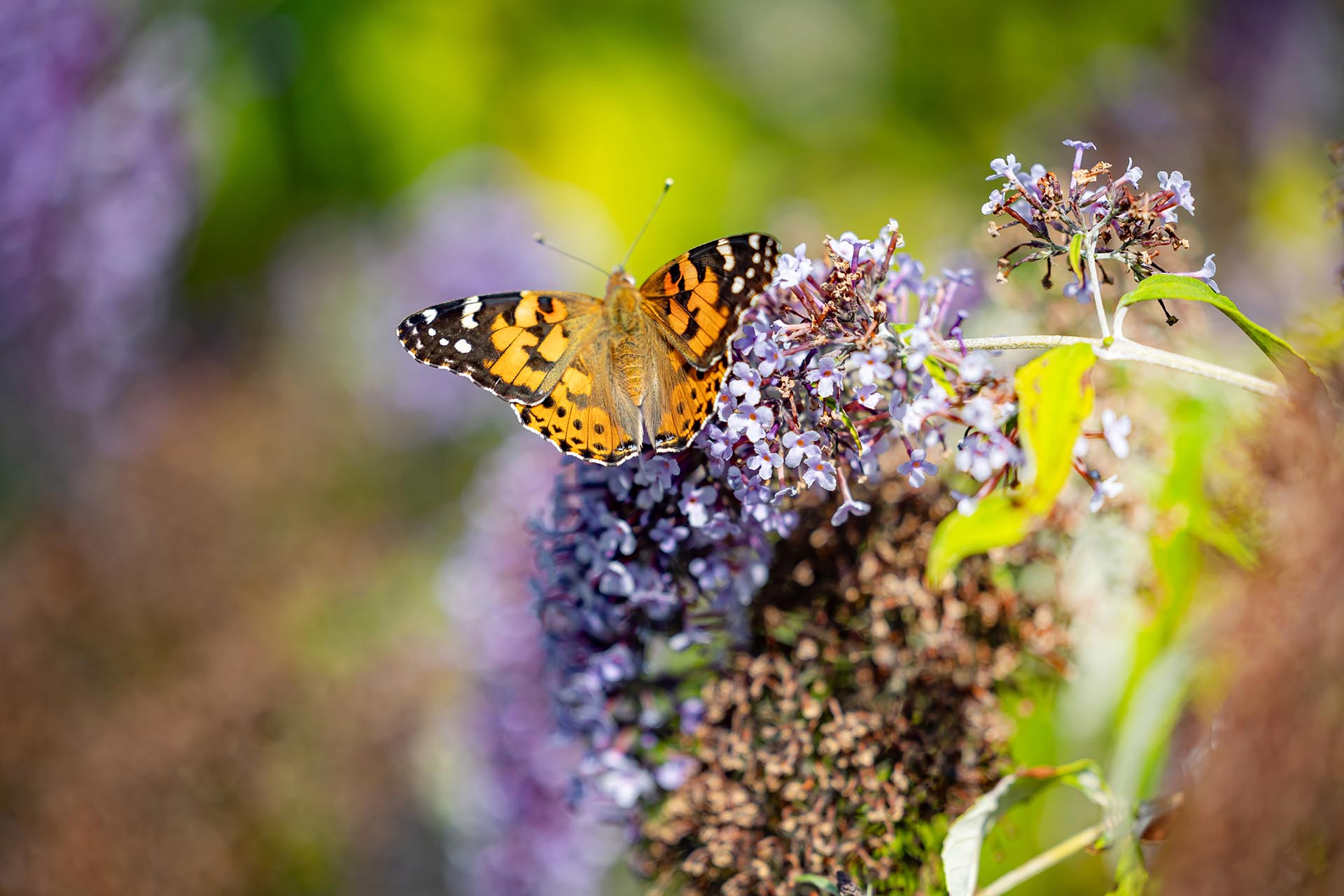 Schmetterling im Garten