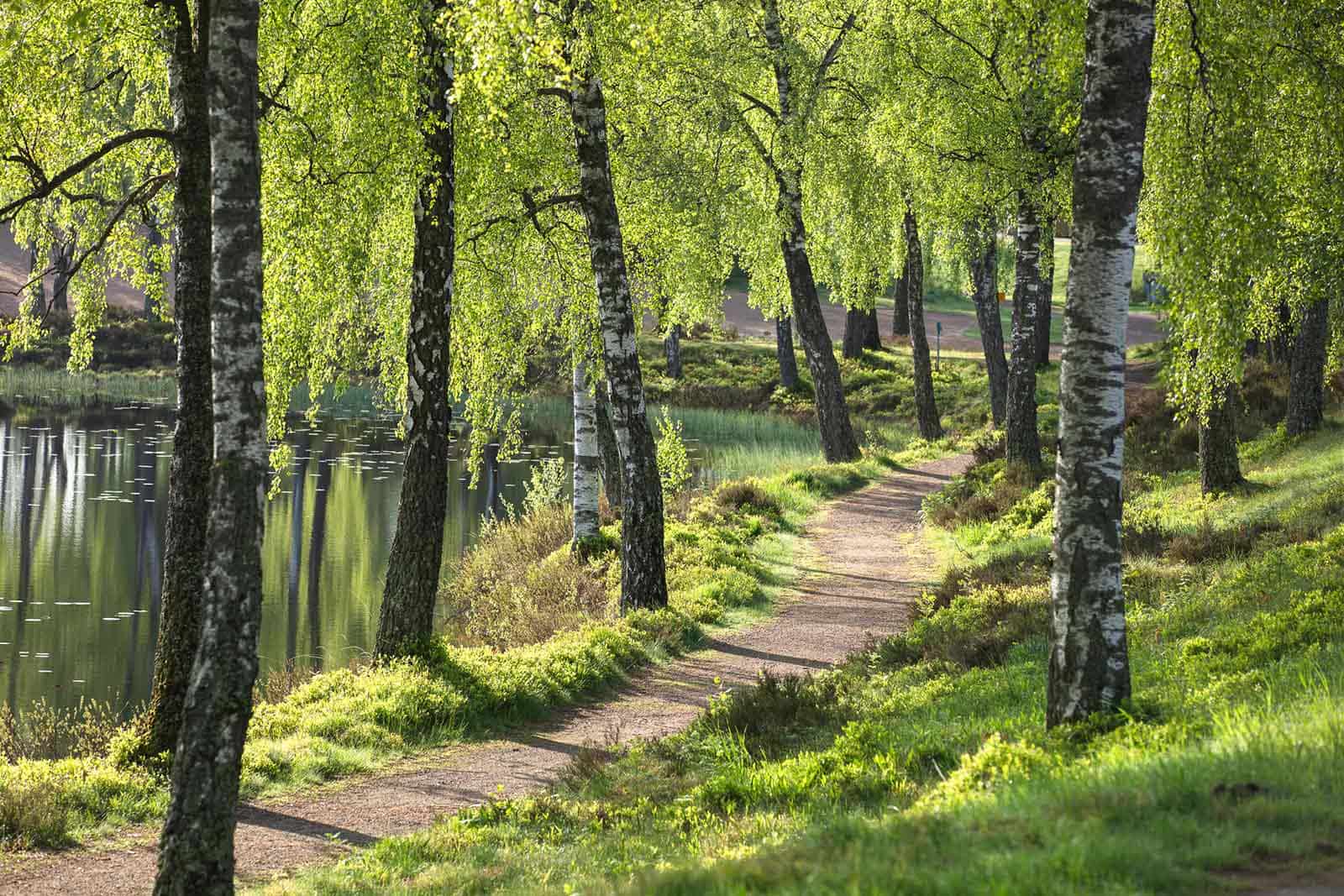 Naturbilde som illustrerer NIBEs arbeid med bærekraftige energiløsninger.