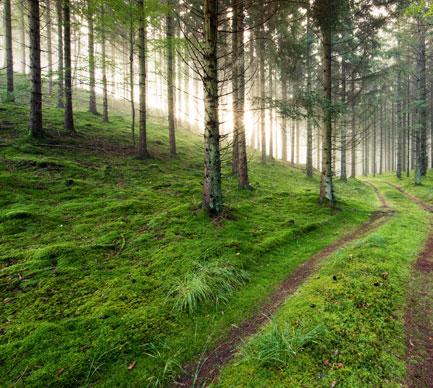 Skog