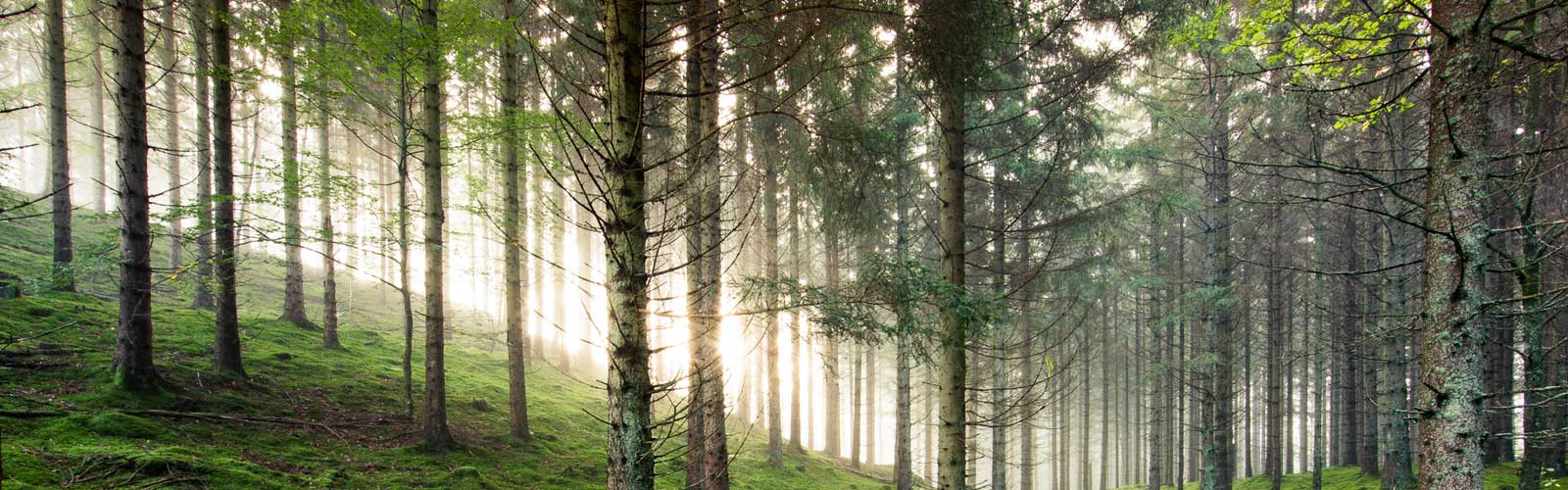 Skog