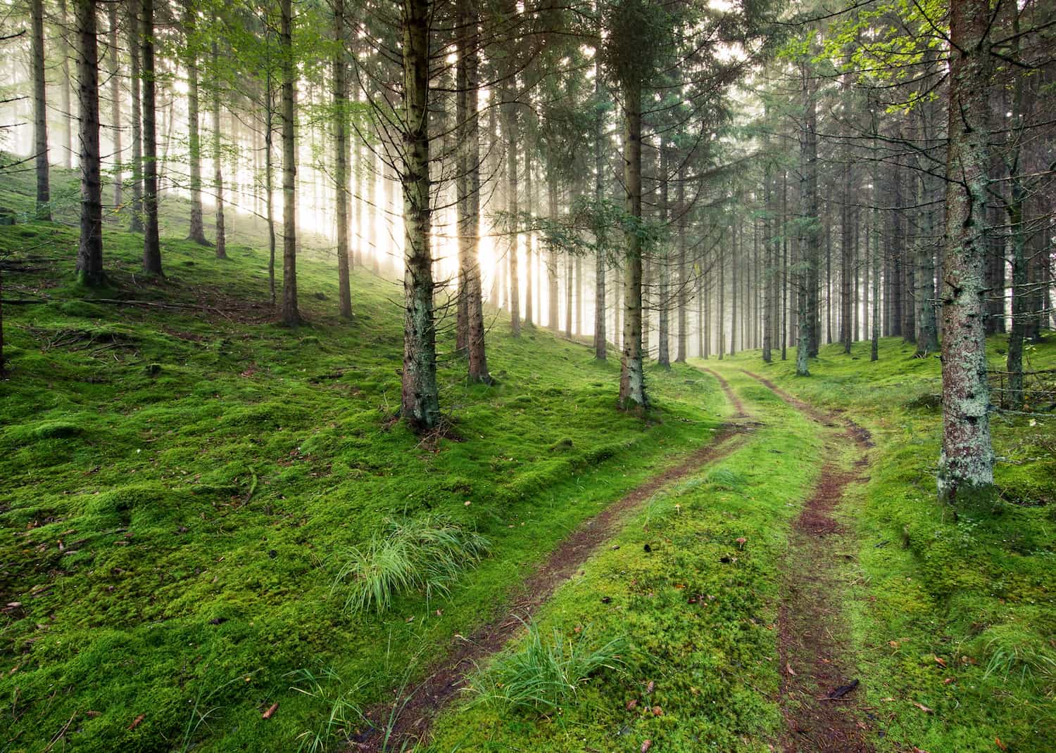 Las oświetlony promieniami słońca - energią słoneczną