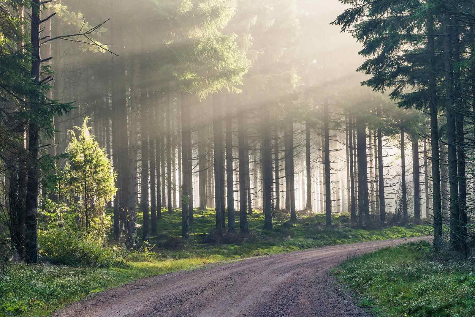 Forrest Image