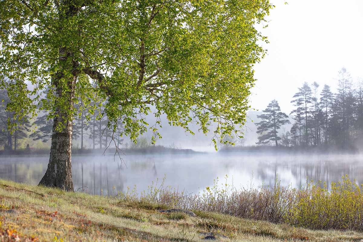 Birke am See in Markaryd, Schweden
