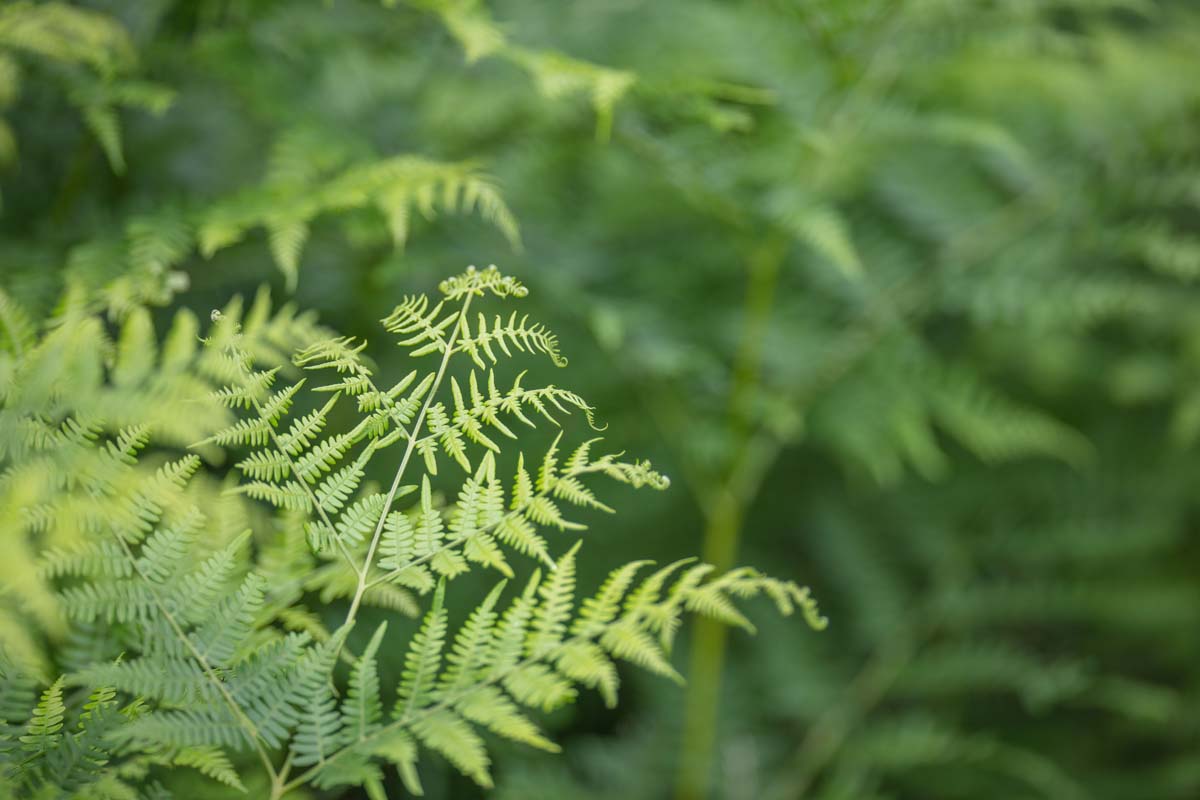 Nature Image