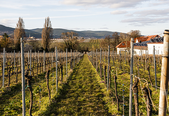 NIBE Weingut Braun