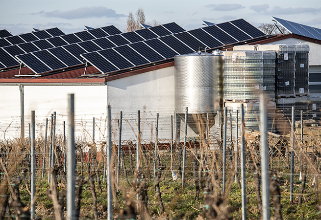 NIBE Weingut Braun