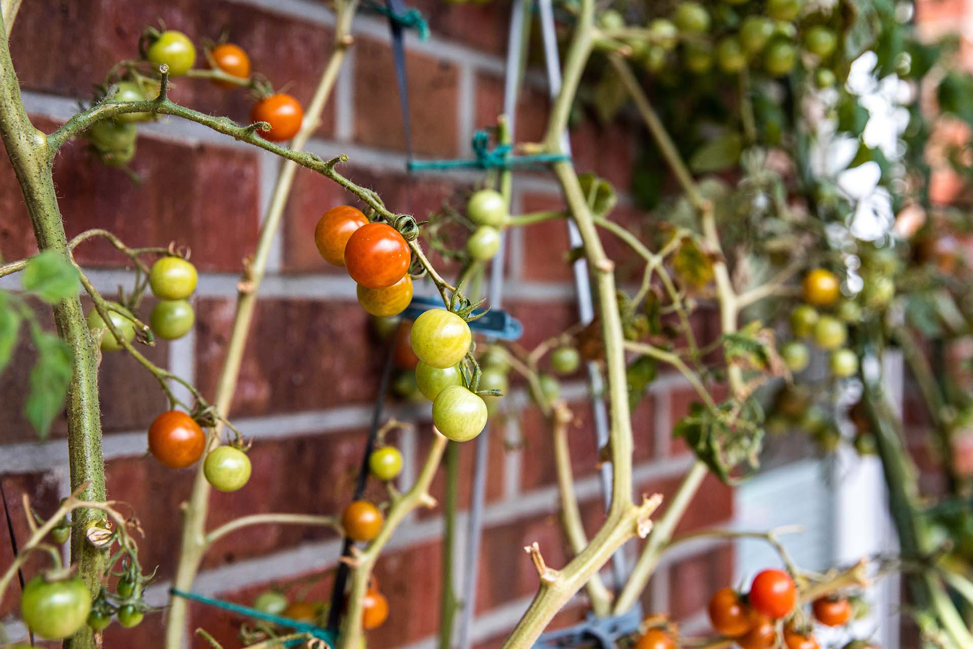 Tomaten im Garten