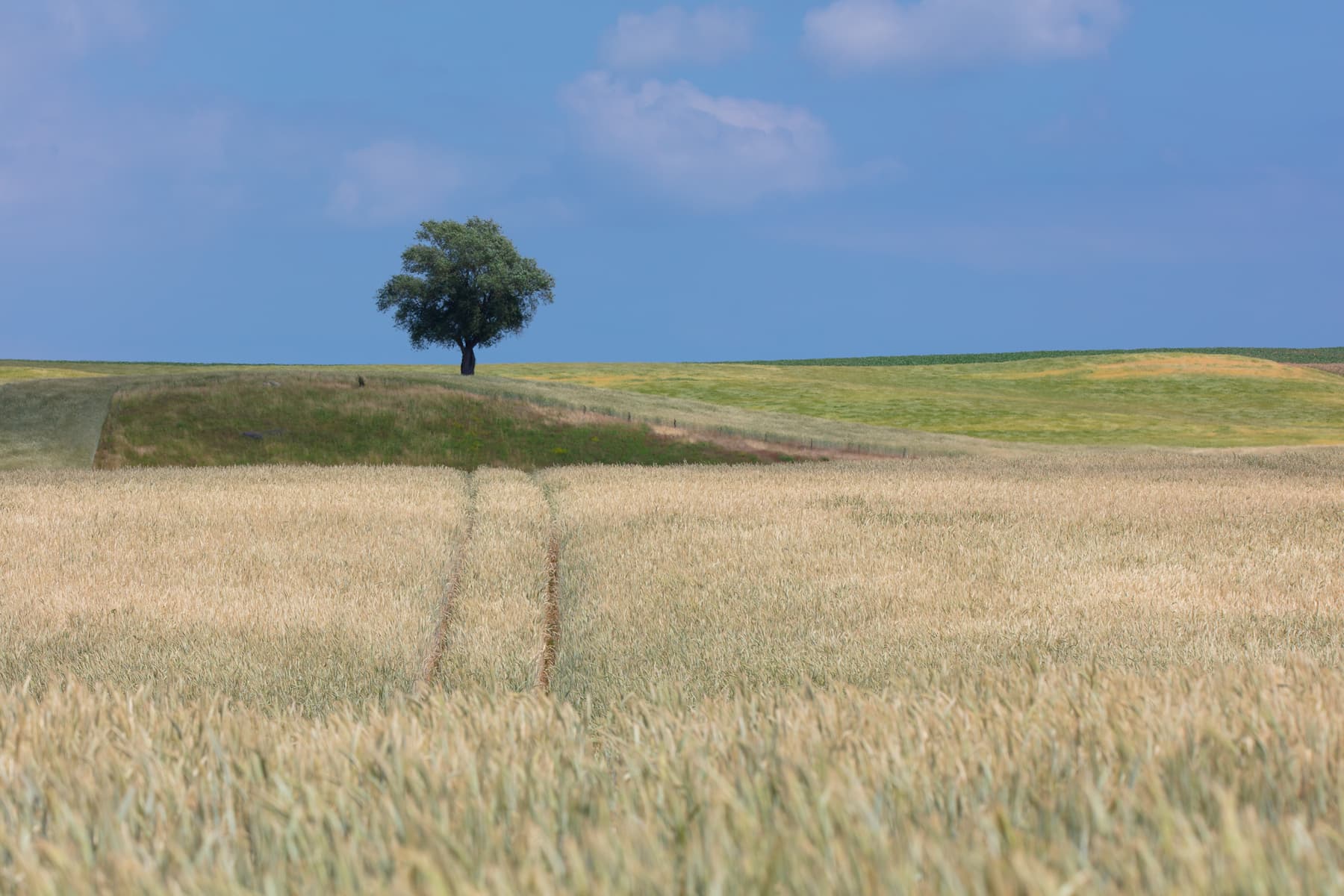 Dojrzewające łany zboża w środku lata.